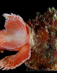 Here's something you don't see every day... this frogfish... by Alex Tattersall 
